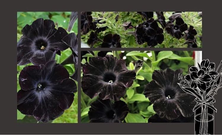 Blog :: 9 Intriguing Black Flowers Worth Knowing